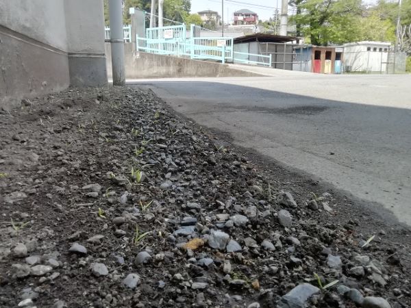 あきる野市立一の谷小学校 学校での様子のコスモスの芽が