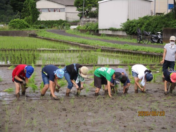 やっと田植えができました！の写真