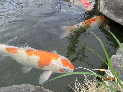 さようなら　池のコイ～命の学び～の写真