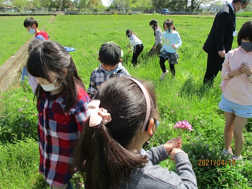 「のびのびと育ってほしい」地域の願い　～レンゲ畑でも学べる一の谷小の子供たち～の写真