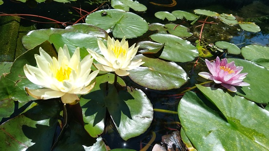 一の谷小の紅蓮華の花よ、美しく、そして力強く咲け！の写真