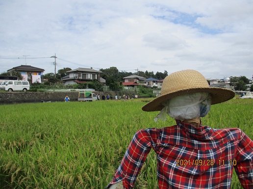 案山子さん、一の谷のお米をよろしくね　～実りの秋に向けて～の写真