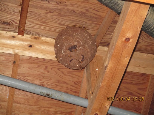 水車小屋にスズメバチの巣！ありがとうススメバチバスターズ！の写真