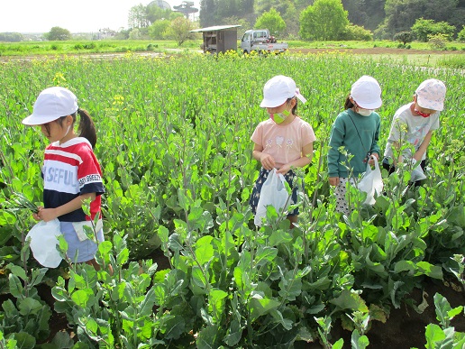 豊かな環境、豊かな体験学習　～あきる野名産「のらぼう菜」摘み体験～の写真