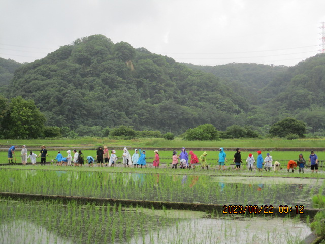 　学びの実りに期待！～５年生が田植え～の写真